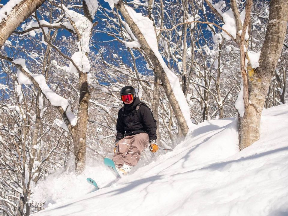 在北海道粉雪樹林中滑行的滑雪者